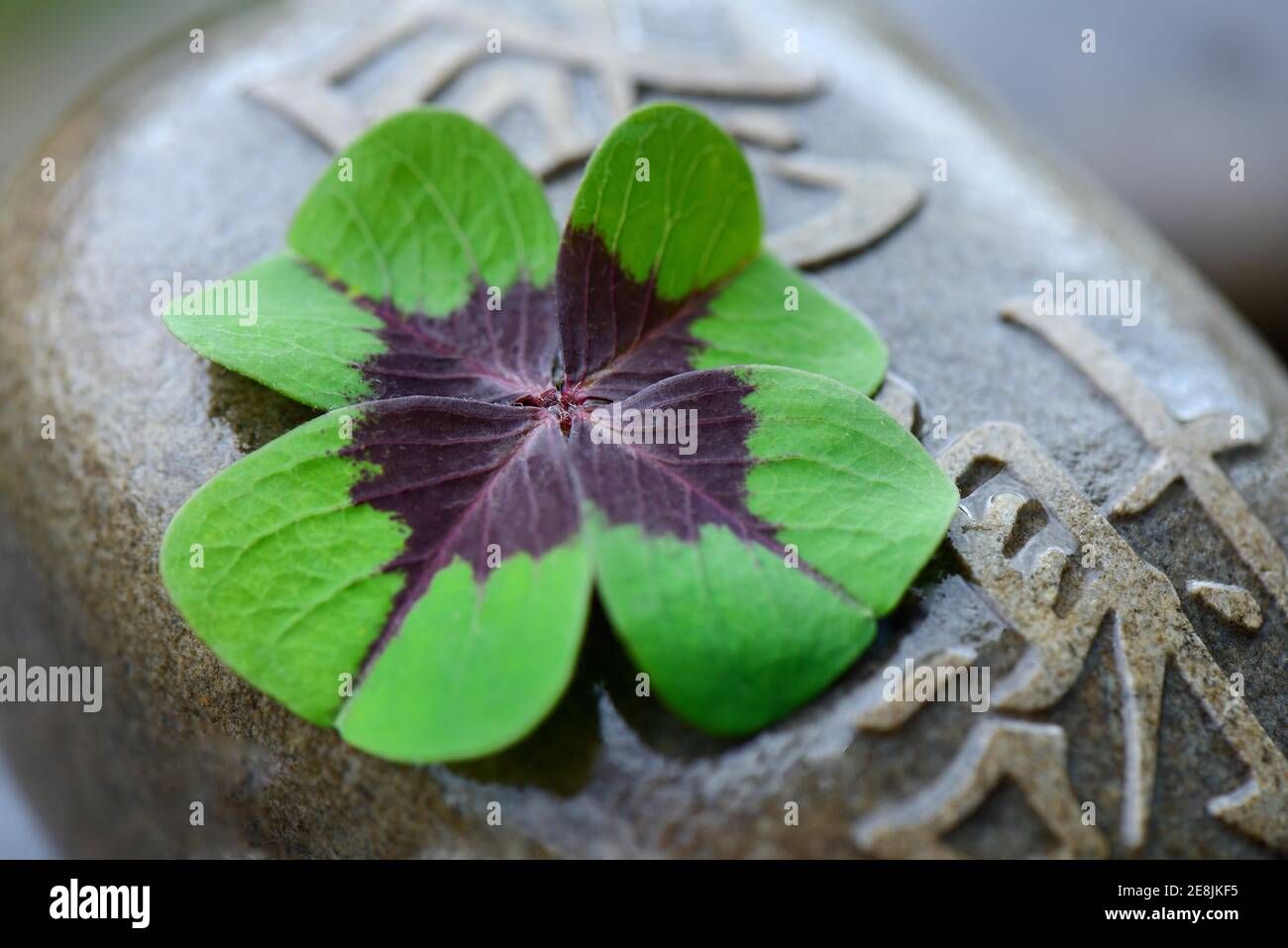 Lucky Clover sulla pietra con personaggi cinesi, cloverleaf ( Oxalis tetraphilla) Foto Stock