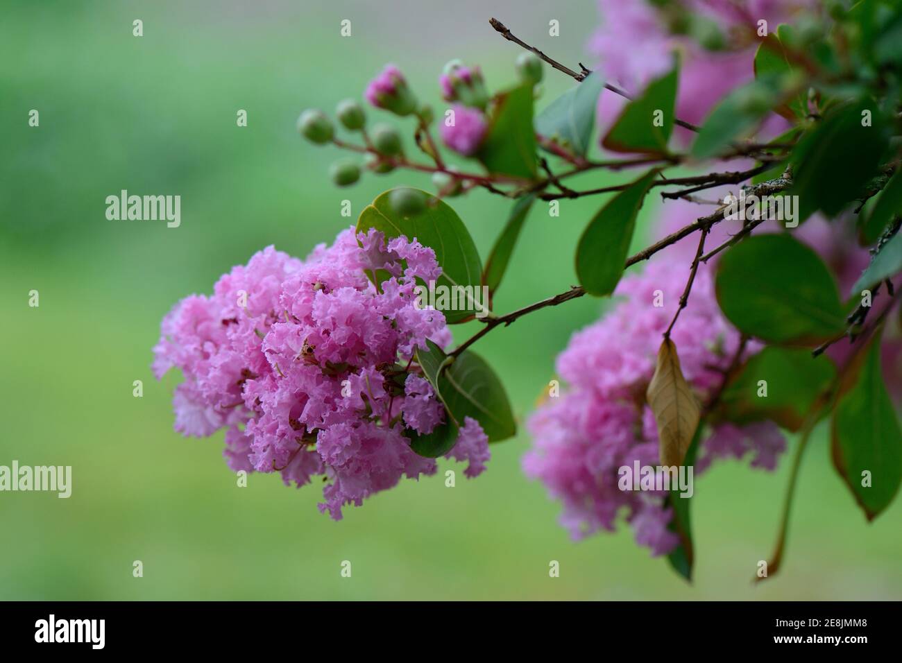 Mirto cremoso (Lagerstroemia indica) Foto Stock