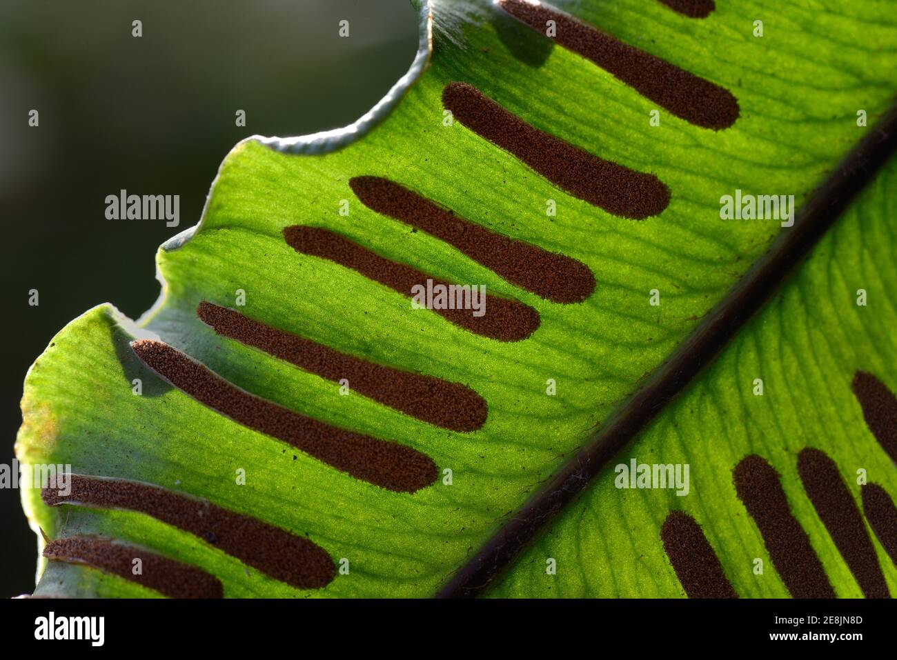 Fern, Sori sul lato inferiore di fronte felino, Asplenium scopolendrium, Phyllitis scopolendrium, spore, sporangia Foto Stock