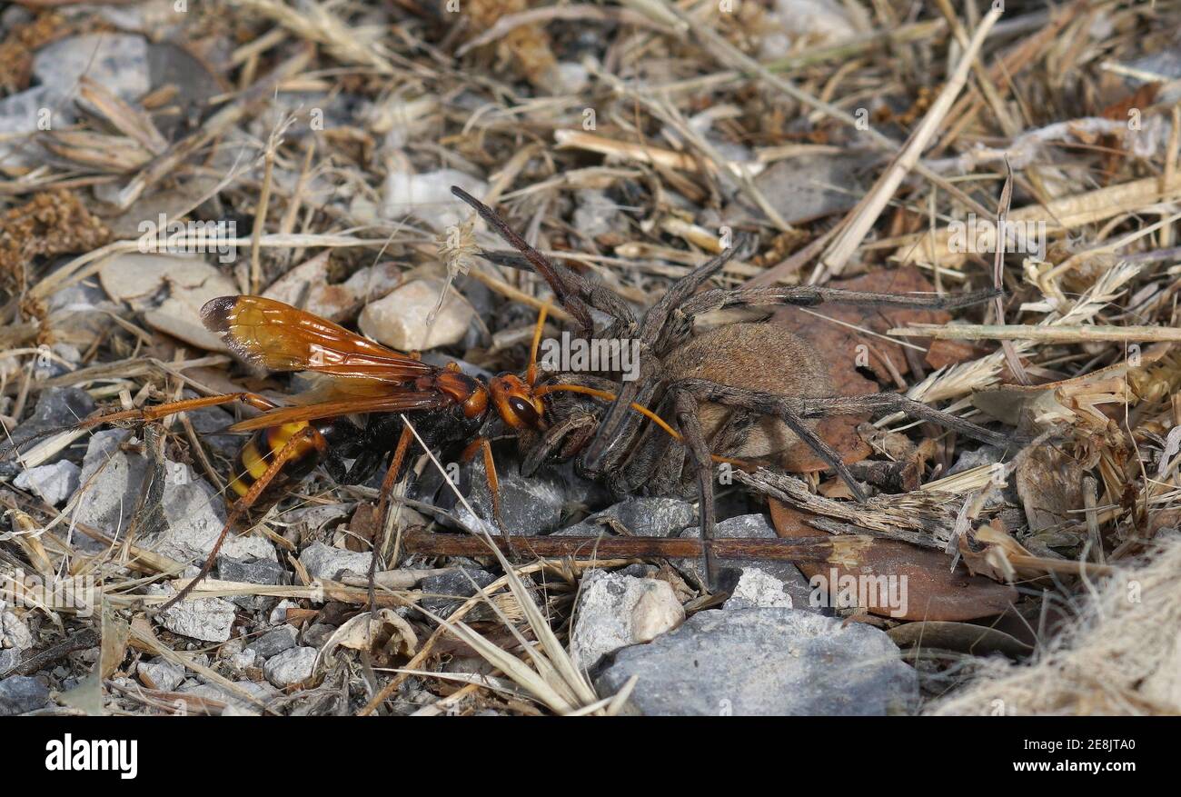 Una femmina grande ragno vespa, Cryptocheilus alternatus, con la sua preda paralizzata Foto Stock