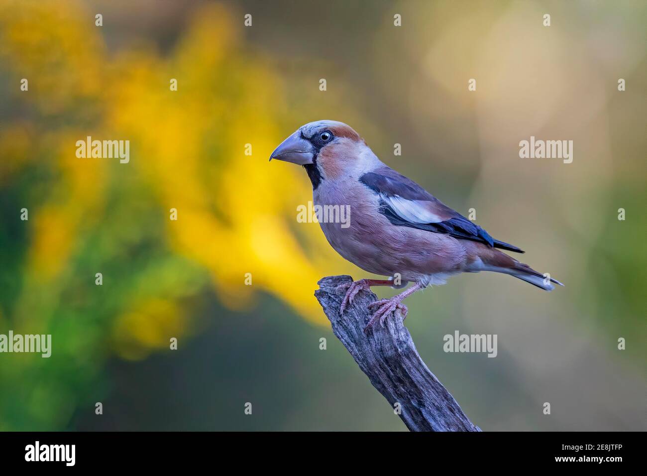 Hawfinch (Coccodraustes coccodraustes), Middle Elbe Biosphere Reserve, Sassonia-Anhalt, Germania Foto Stock