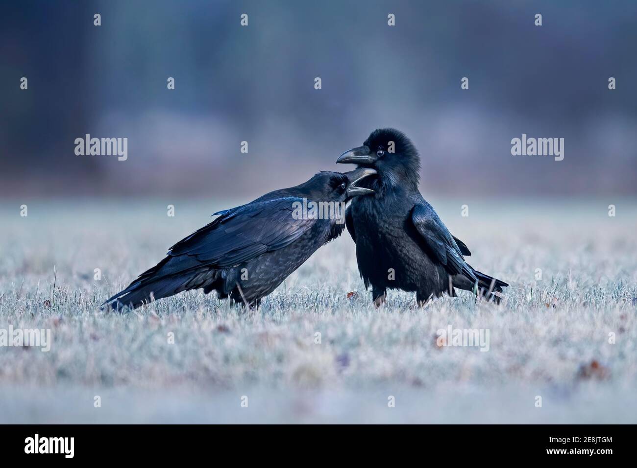 Corvo comune (Corvus corax) coppia durante il corteggiamento, Middle Elbe Biosphere Reserve, Sassonia-Anhalt, Germania Foto Stock