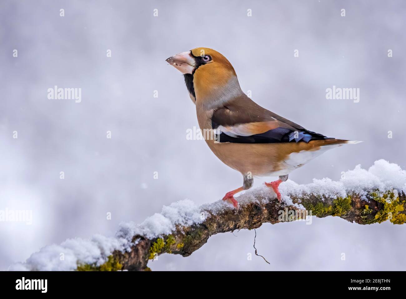 Hawfinch (Coccodraustes coccodraustes), Middle Elbe Biosphere Reserve, Sassonia-Anhalt, Germania Foto Stock