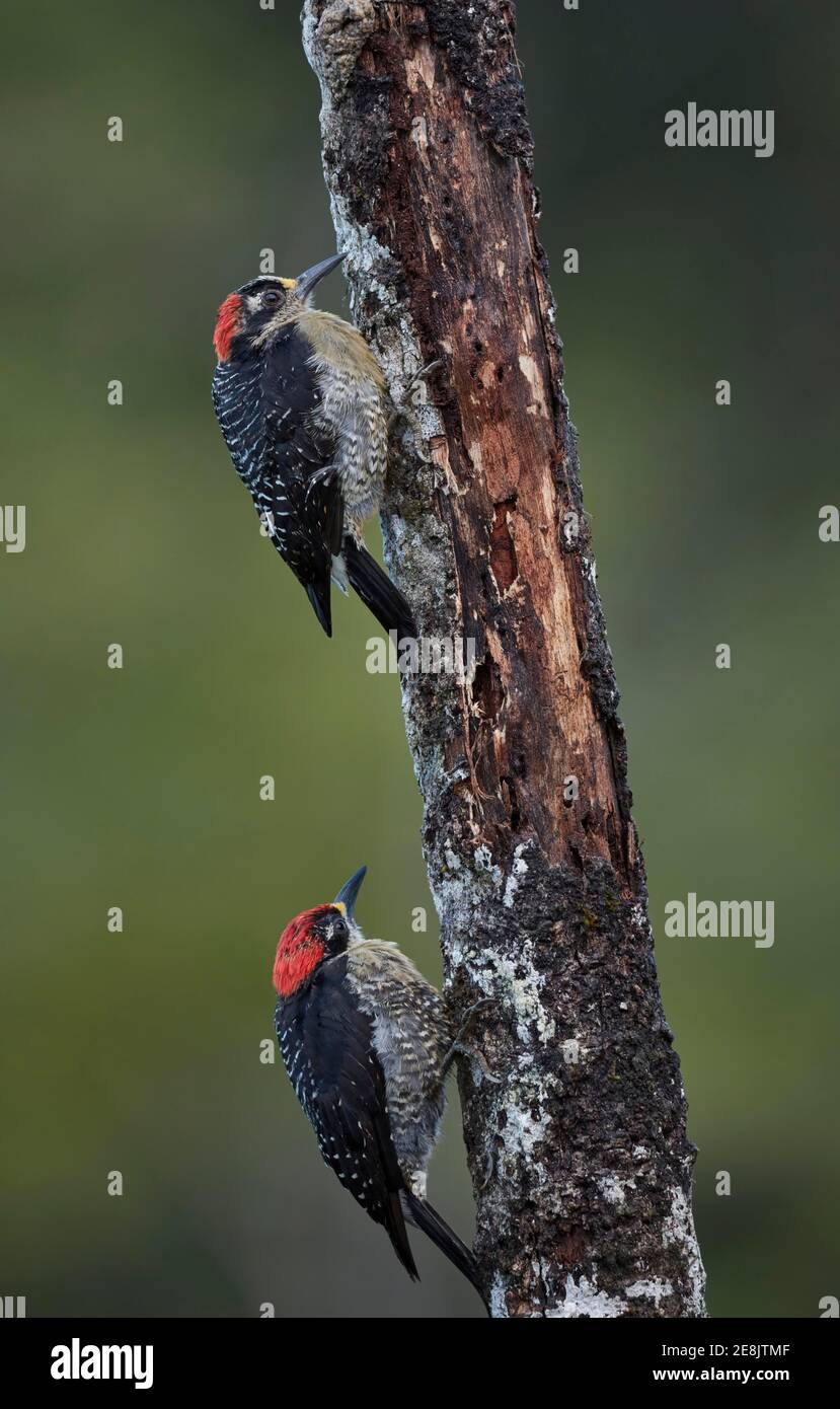 Due picchetti temporali (Melanerpes pucherani) su un tronco di alberi, Laguna del Lagarta, Costa Rica Foto Stock