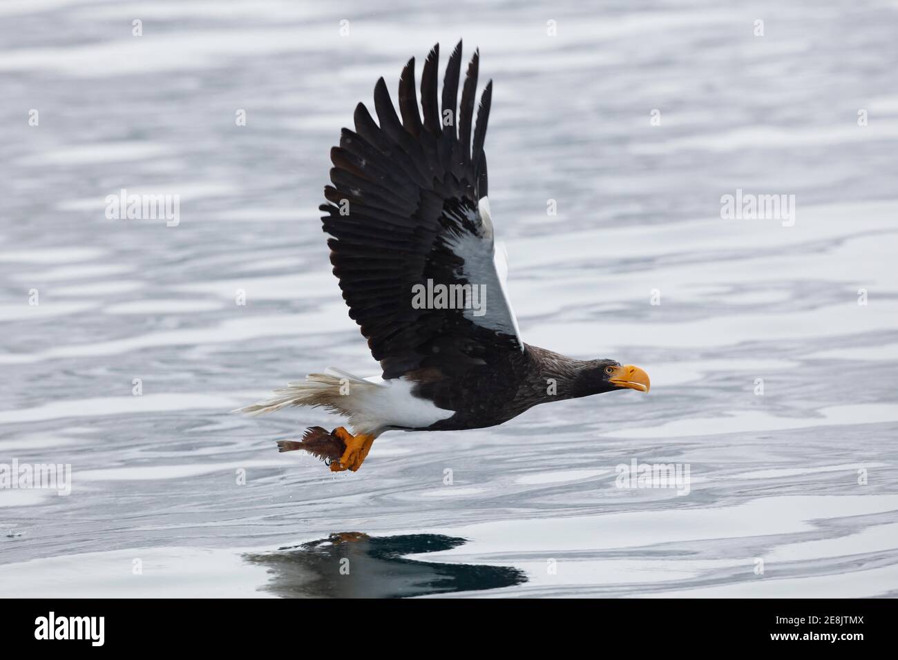 Aquila di mare di Steller (Haliaetus pelagicus) con pesci catturati che volano sull'acqua vicino a Rausu, Hokkaido, Giappone Foto Stock