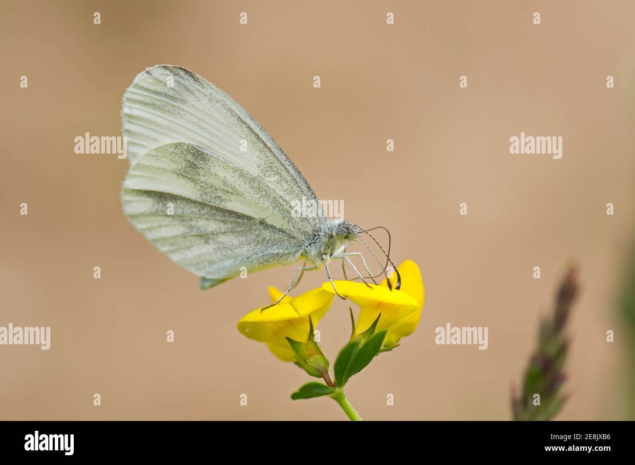 Wood White Butterfly, Leptidea sinapis, nettering su Bird's-foot-trifoil fiori a Wicken Wood, Northamptonshire, 17 giugno 2017. Foto Stock