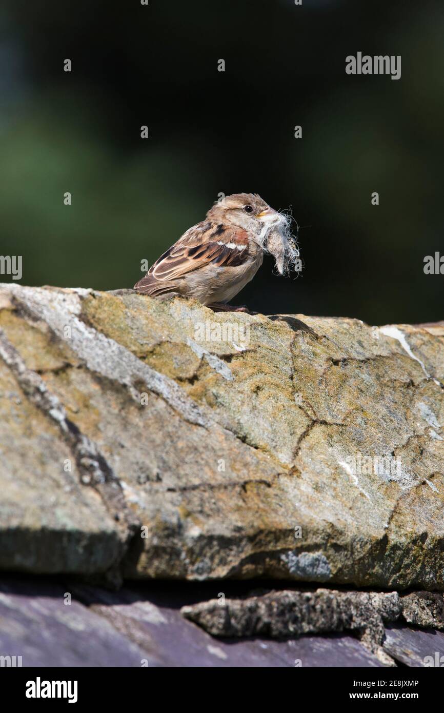 Passerotto (Passer domesticus), con nidificazione materiale, Northumberland, Regno Unito Foto Stock