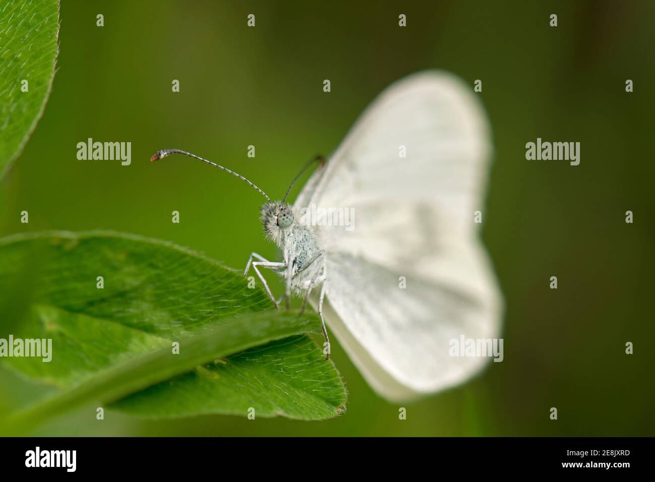 Wood White Butterfly, Leptidea sinapis, a riposo in una pianta di Wicken Wood, Northamptonshire, 17 giugno 2017. Foto Stock