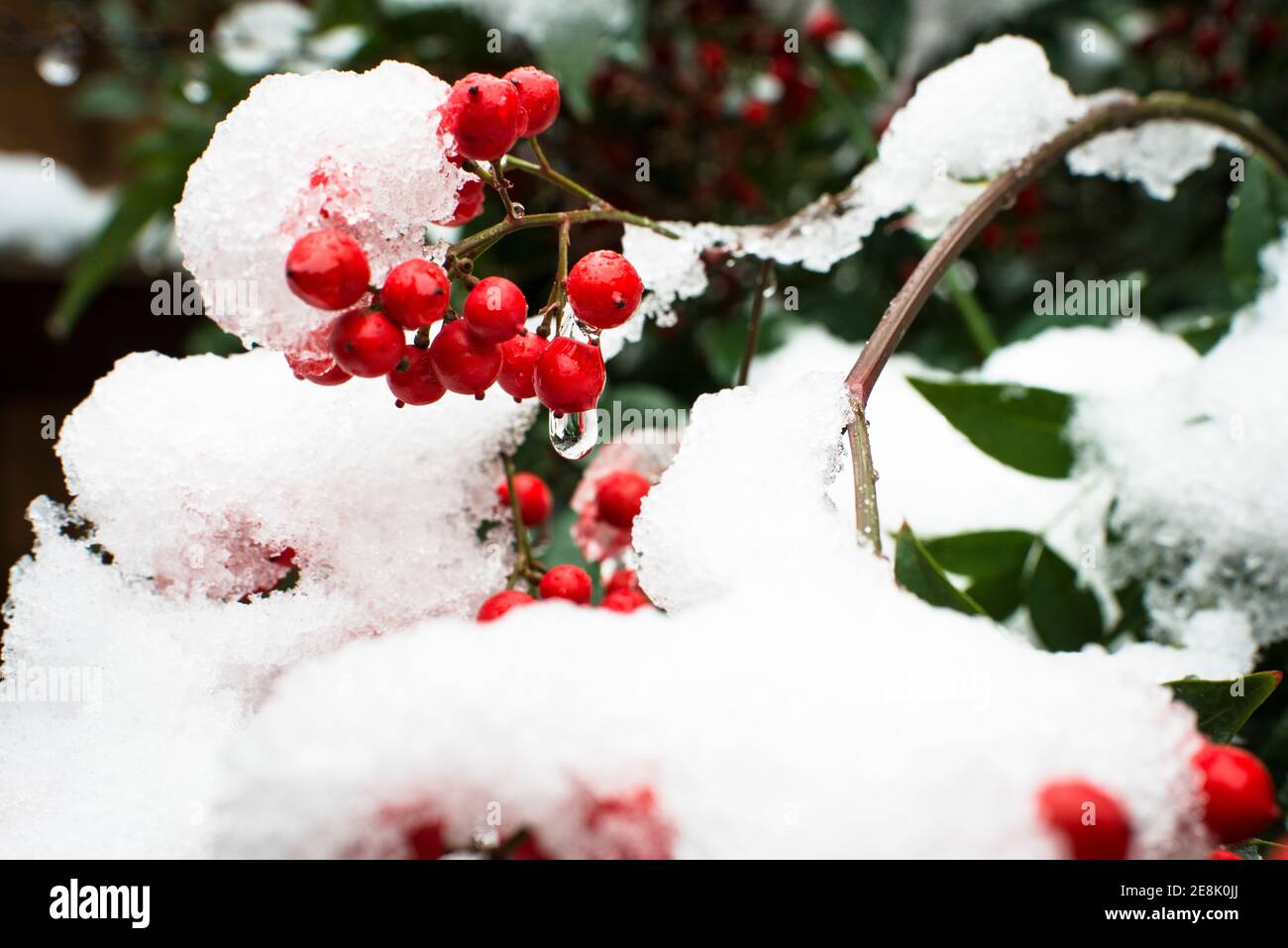 Sciogliendo la neve sulle bacche di Nandina domestica comunemente conosciuta come nandina, bambù celeste o bambù sacro. Giardino suburbano, Londra ovest Foto Stock