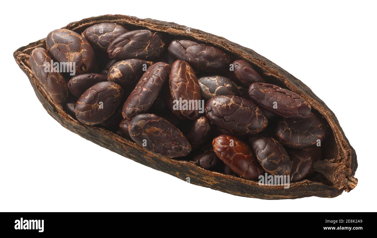 Cialda di cacao dimezzata con fagioli di cacao fermentati interi (frutti di cacao di Theobroma w semi) isolati, vista dall'alto Foto Stock