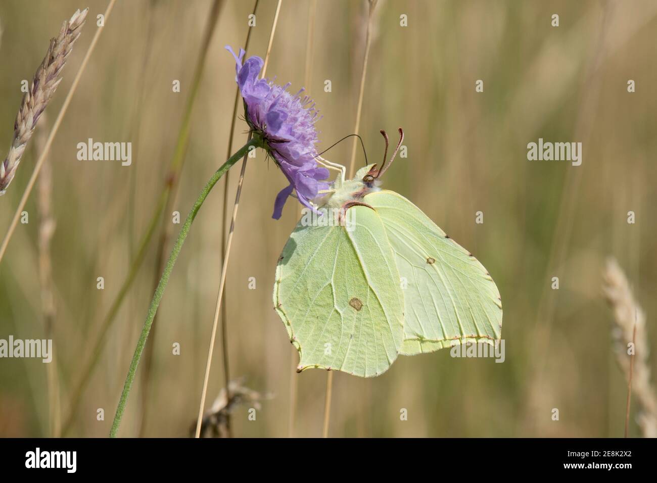 Maschio Brimstone Butterfly, Gonepteryx rhamni, Nettering su Devil's bit Scabious, Knautia arvensis, fiore a Shirburn, Oxfordshire, 11 luglio 2018. Foto Stock