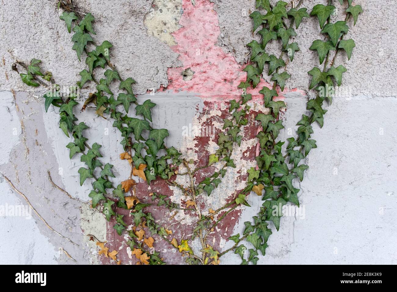Ivy su un muro di casa a Berlino Foto Stock