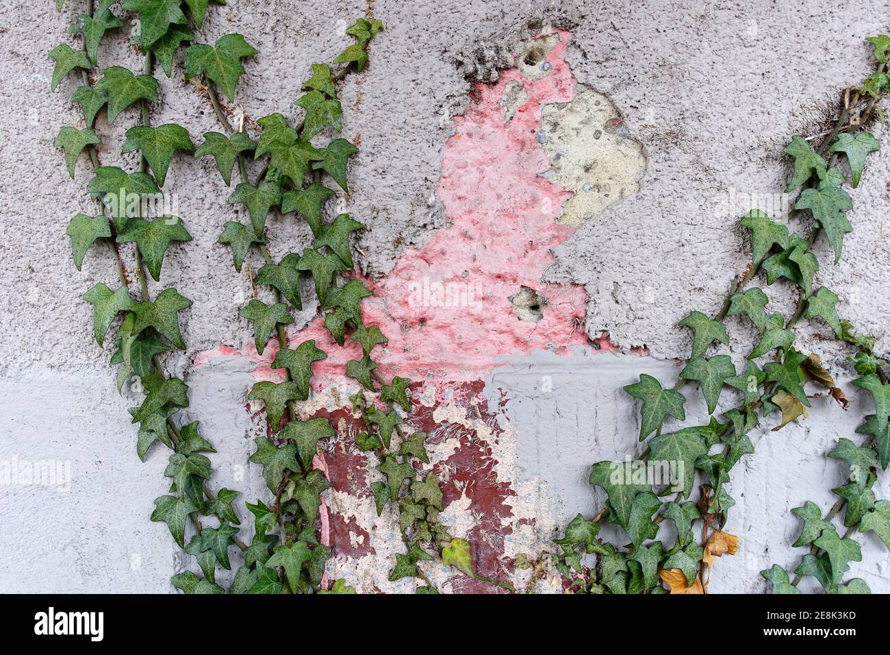 Ivy su un muro di casa a Berlino Foto Stock