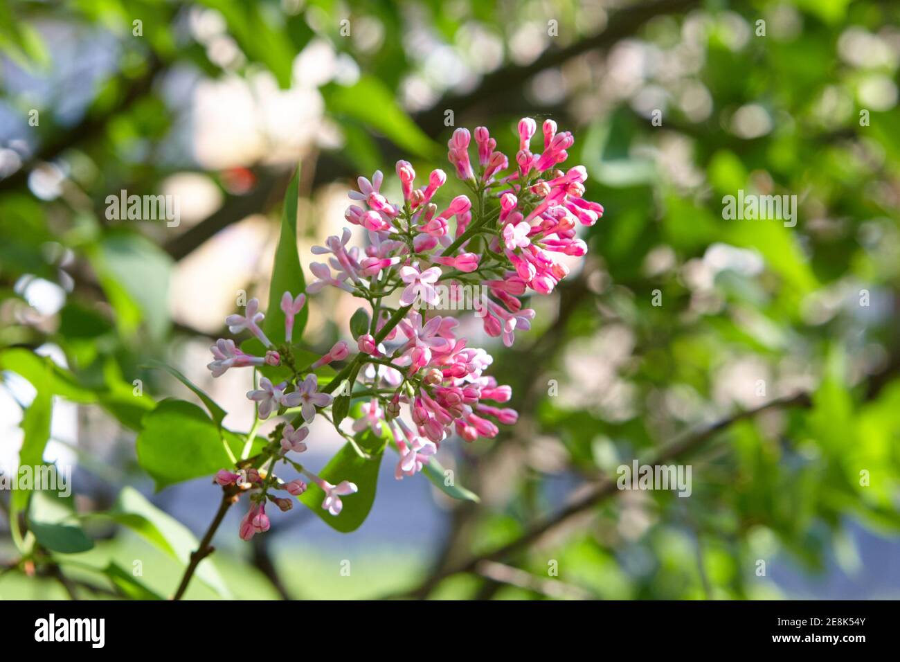 bella cespuglio lilla brillante in primavera. fuoco selettivo. stagione primaverile. per design e decorazione Foto Stock