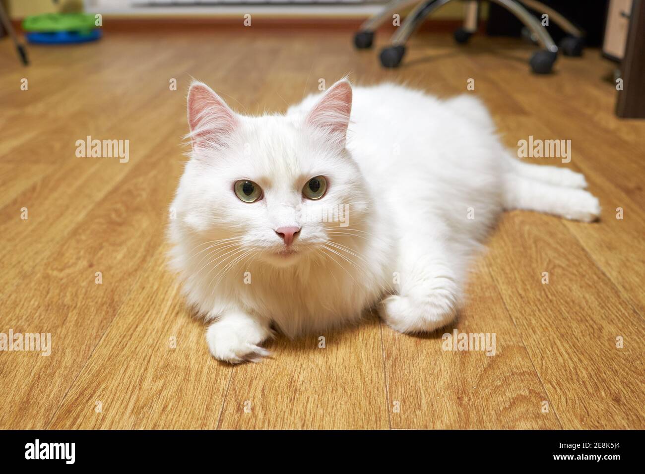 adorabile gatto whisker bianco domestico si trova sul pavimento e guardare in macchina fotografica. vita di animali domestici Foto Stock