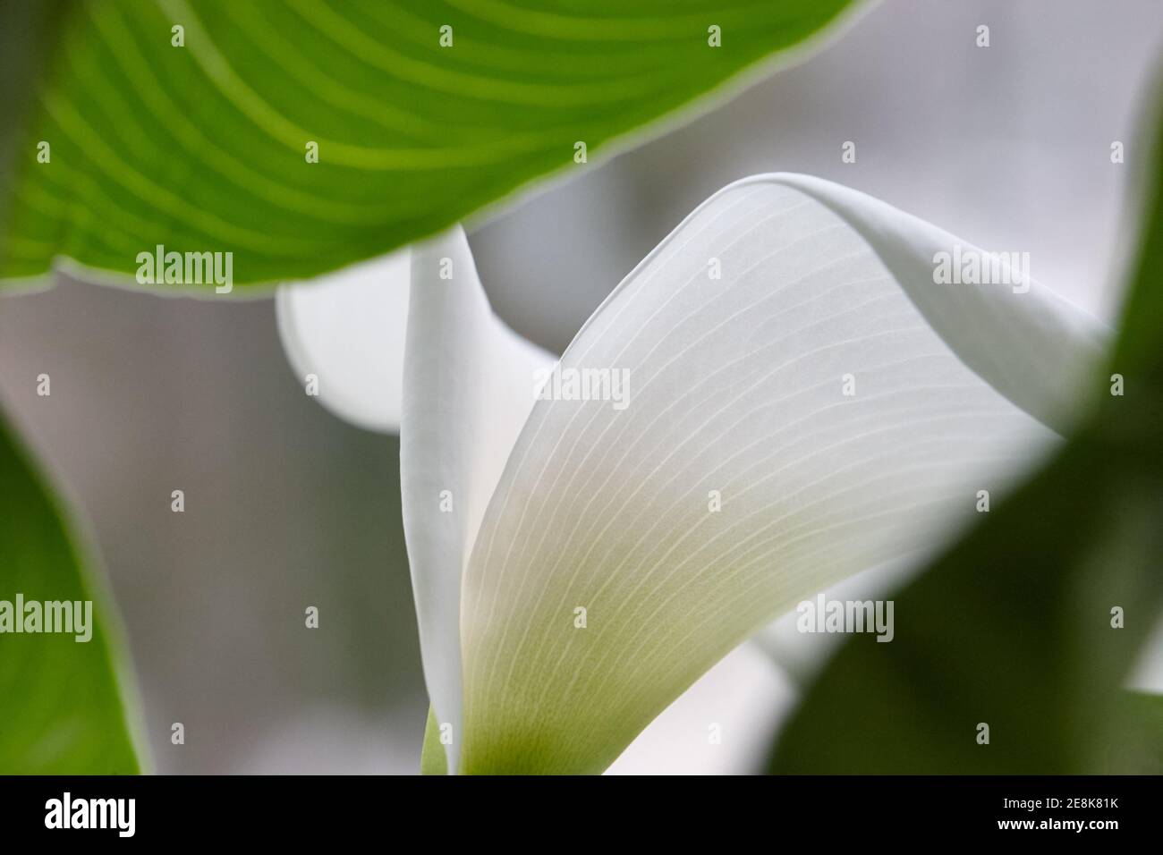 fioritura di giglio bianco a soffusa luce finestra Foto Stock