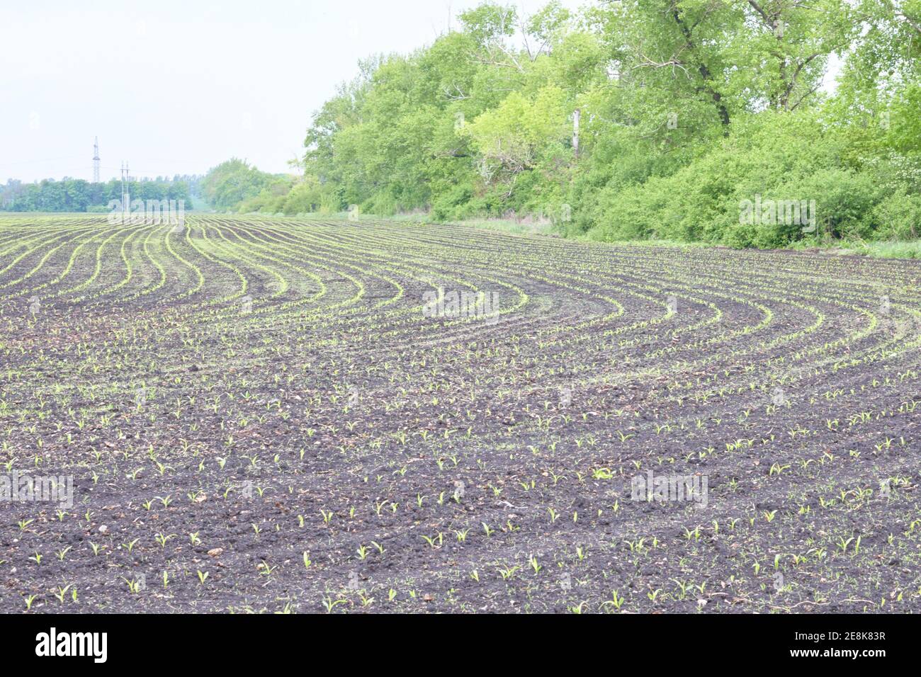 terreno agricolo con giovani semenzali.agricoltura industria e concetto di agricoltura Foto Stock