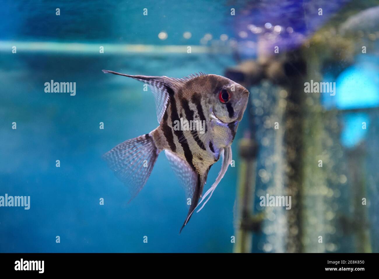 pterophyllum angelfish su fondo azzurro dell'acqua. animali domestici dell'acquario Foto Stock