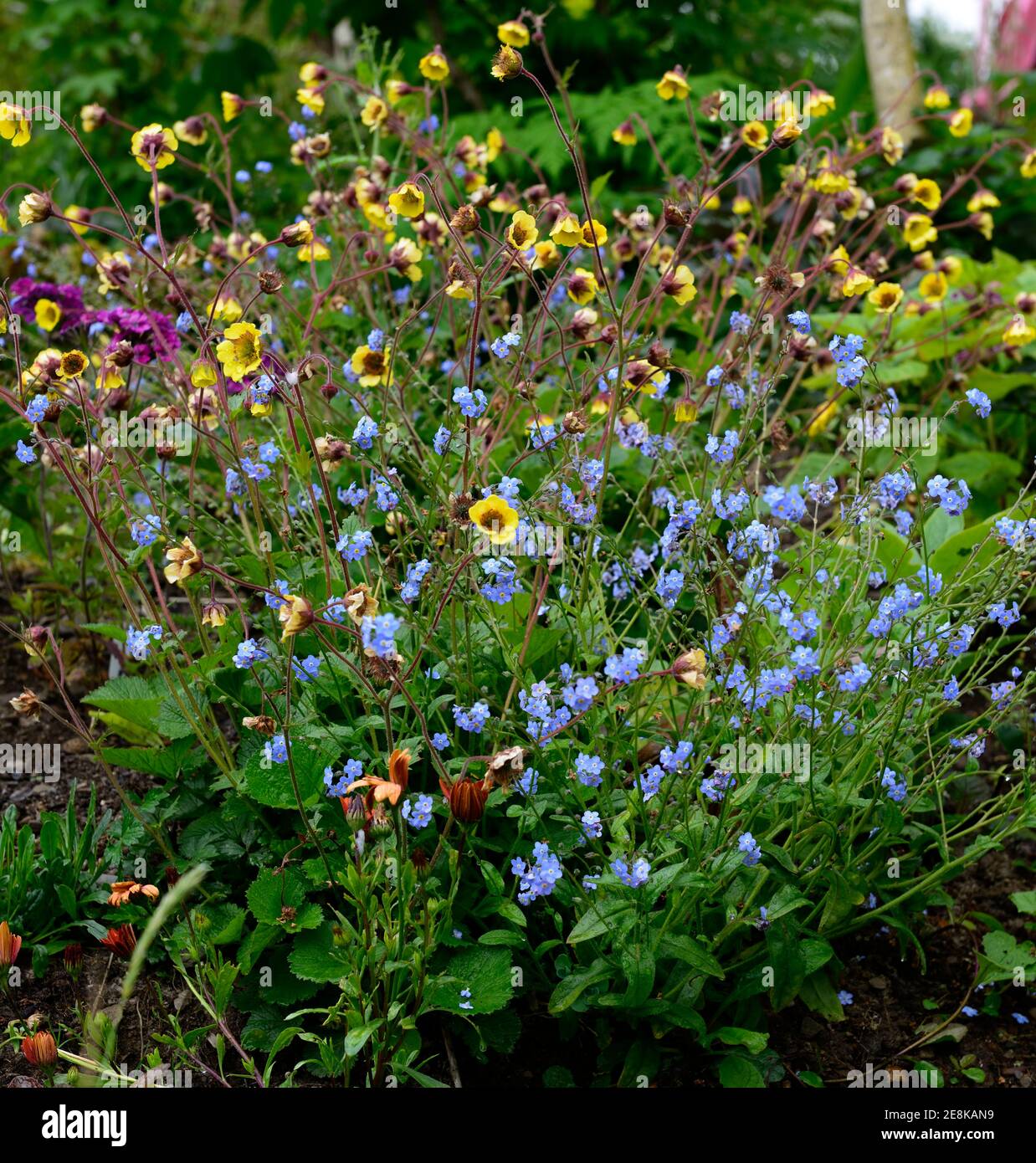 geum coltivatore john cross, fiori gialli butterCup, geum, fiore, fiori, giardino, mix, schema di piantagione mista, RM Floral Foto Stock