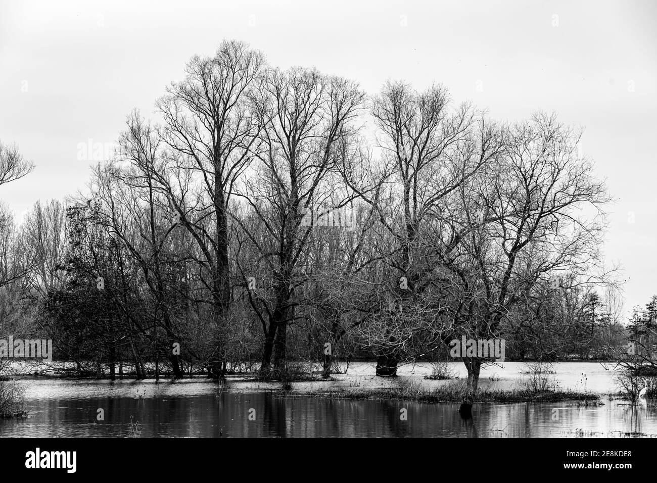 Inondazioni del fiume Mosa durante l'inverno nel parco nazionale Eijsder Beemden vicino a Maastricht, dopo la pioggia pesante caduta e sciogliendo la neve nelle Ardenne. Foto Stock