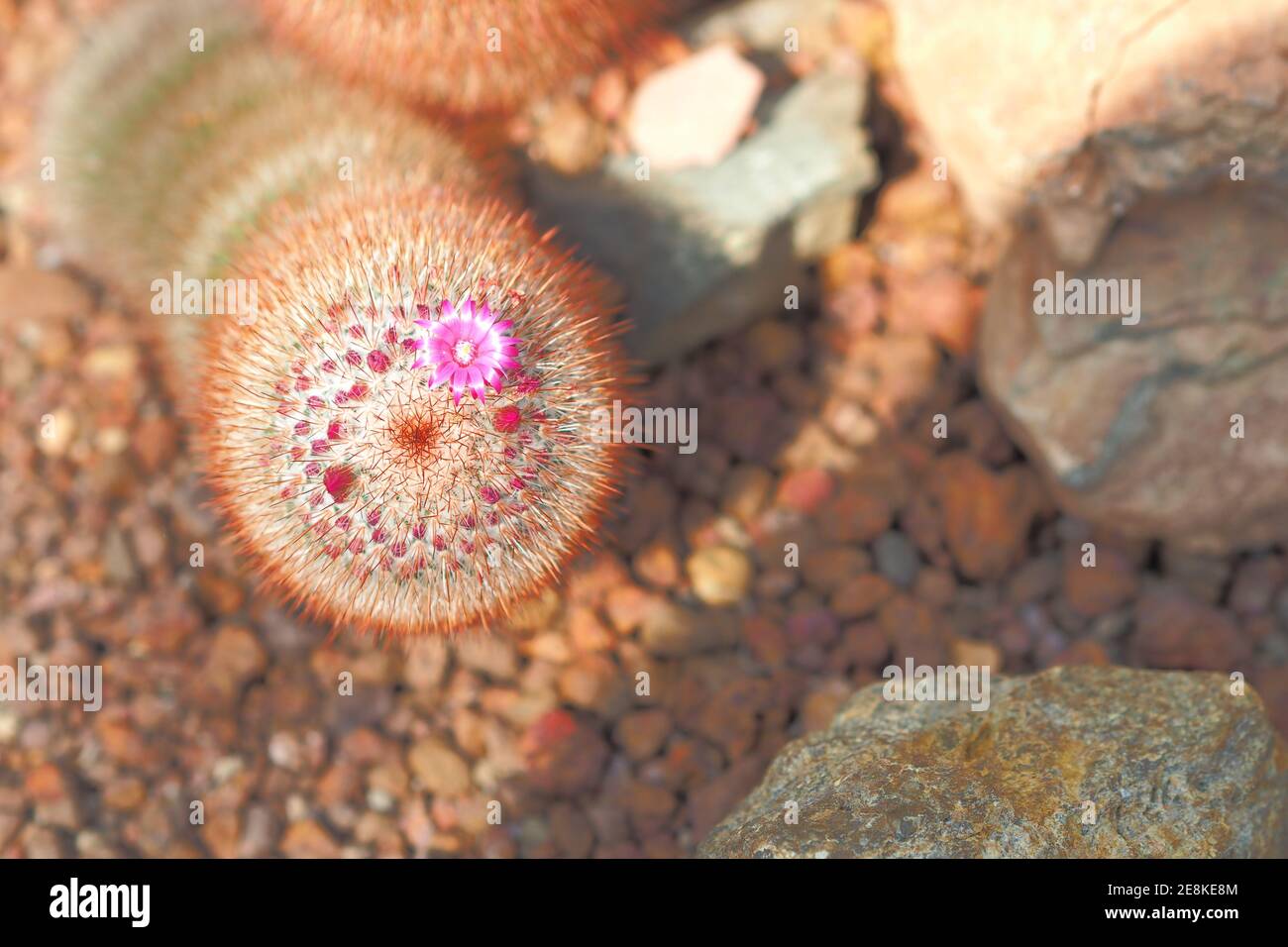 Mammillaria elongata e Baby fiore in cima con la roccia sopra Pavimento in serra Foto Stock