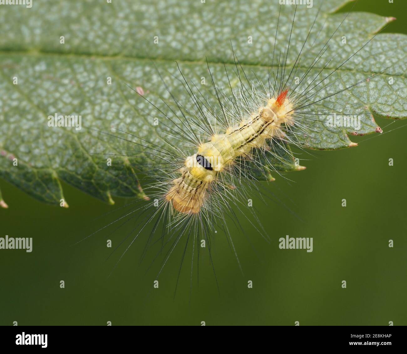 Giovane pallido Tussock Moth caterpillar (Calliteara pudibunda) su foglia di albero di rowan. Tipperary, Irlanda Foto Stock