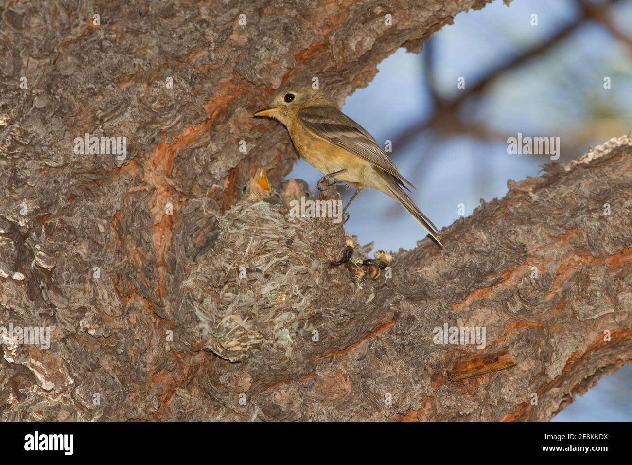 Il nido Flycatcher n. 3, allevato con bufali, è un nido di nutrimento per adulti, Empidaonax fulvifrons, in querce. Foto Stock