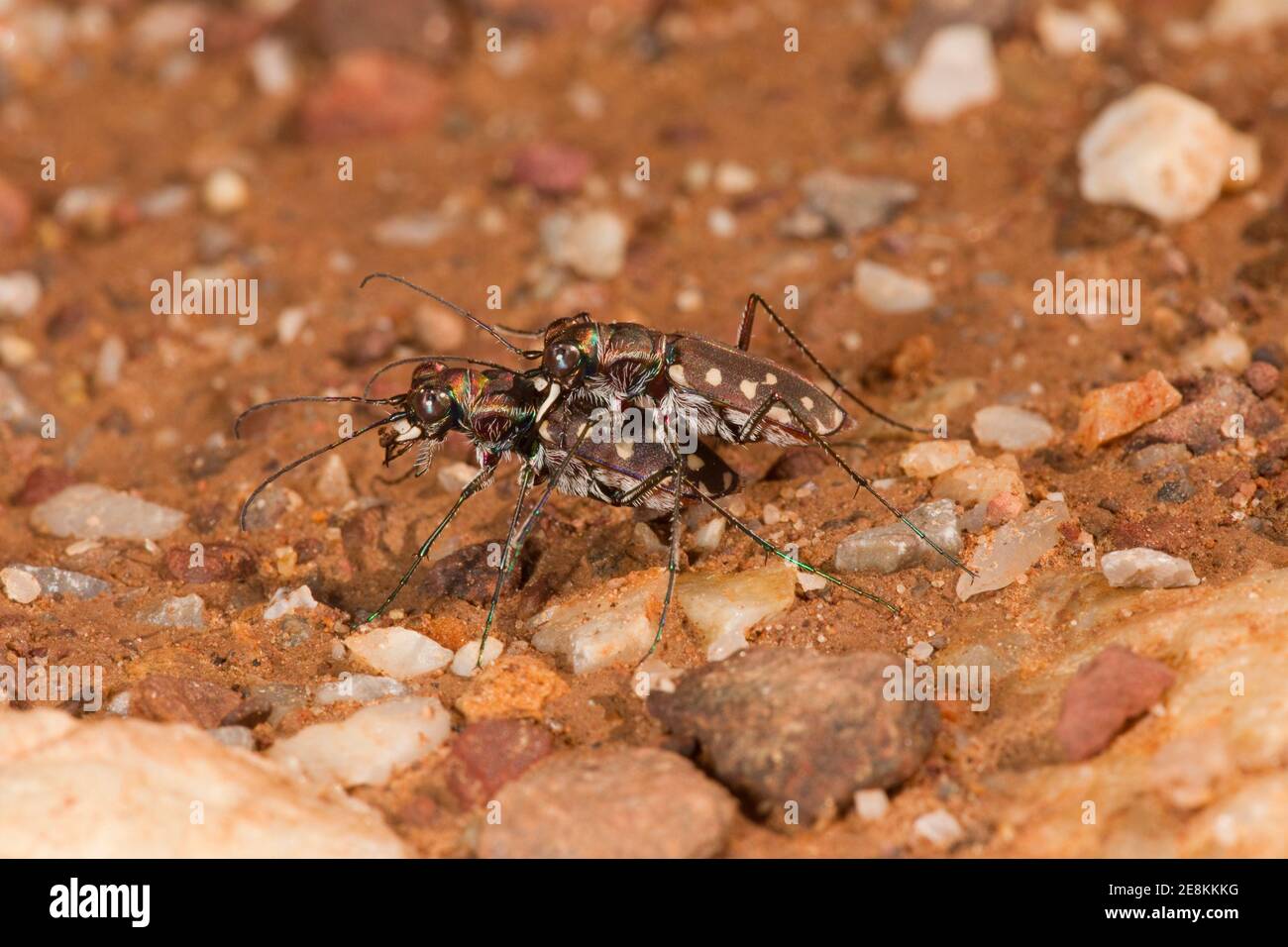 Western Red-belled Tiger Beetle accoppiamento maschio e femmina, Cicindelidia sedecimpunctata, Cicindelidae. Foto Stock