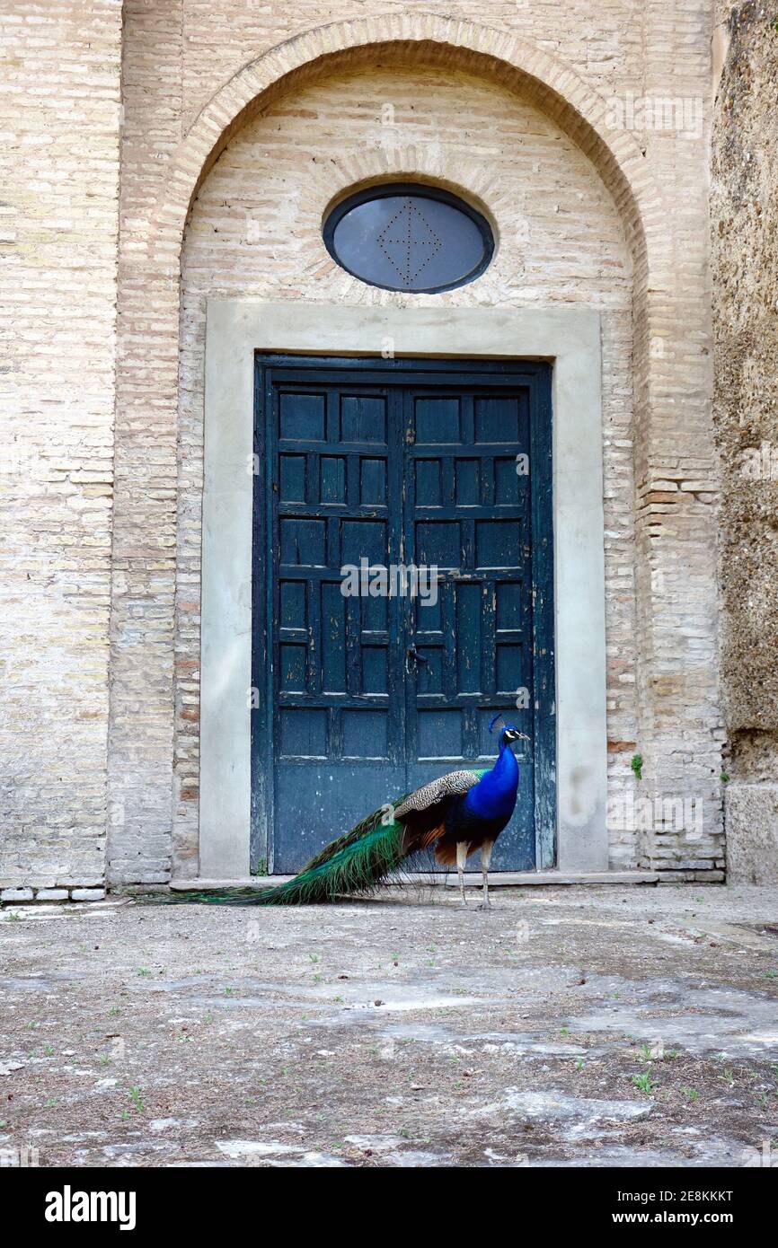 Peacock nei giardini del Palazzo Alcazar Foto Stock