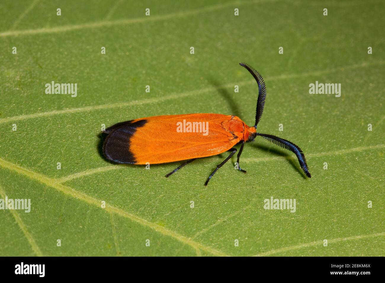 Leaf Skeletonizer Moth, Neoalbertia constans, Zygaenidae. Lunghezza di apertura 12 mm. Campione bloccato 14071806-14071808 il 7-23-14. Foto Stock