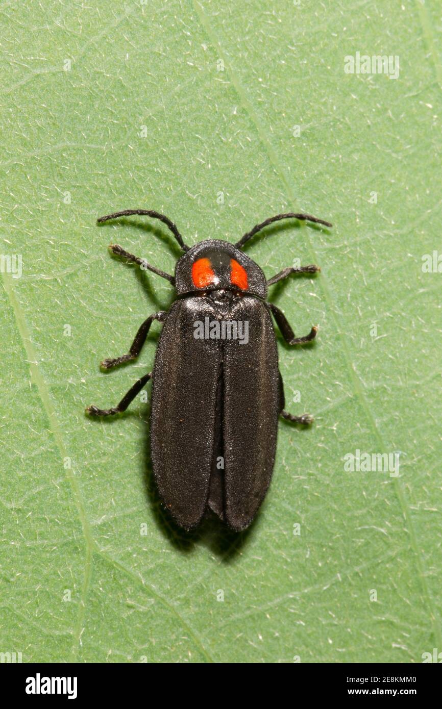 Firefly Beetle, Pyropyga nigricans, Lampyridae. Lunghezza 10 mm. Foto Stock