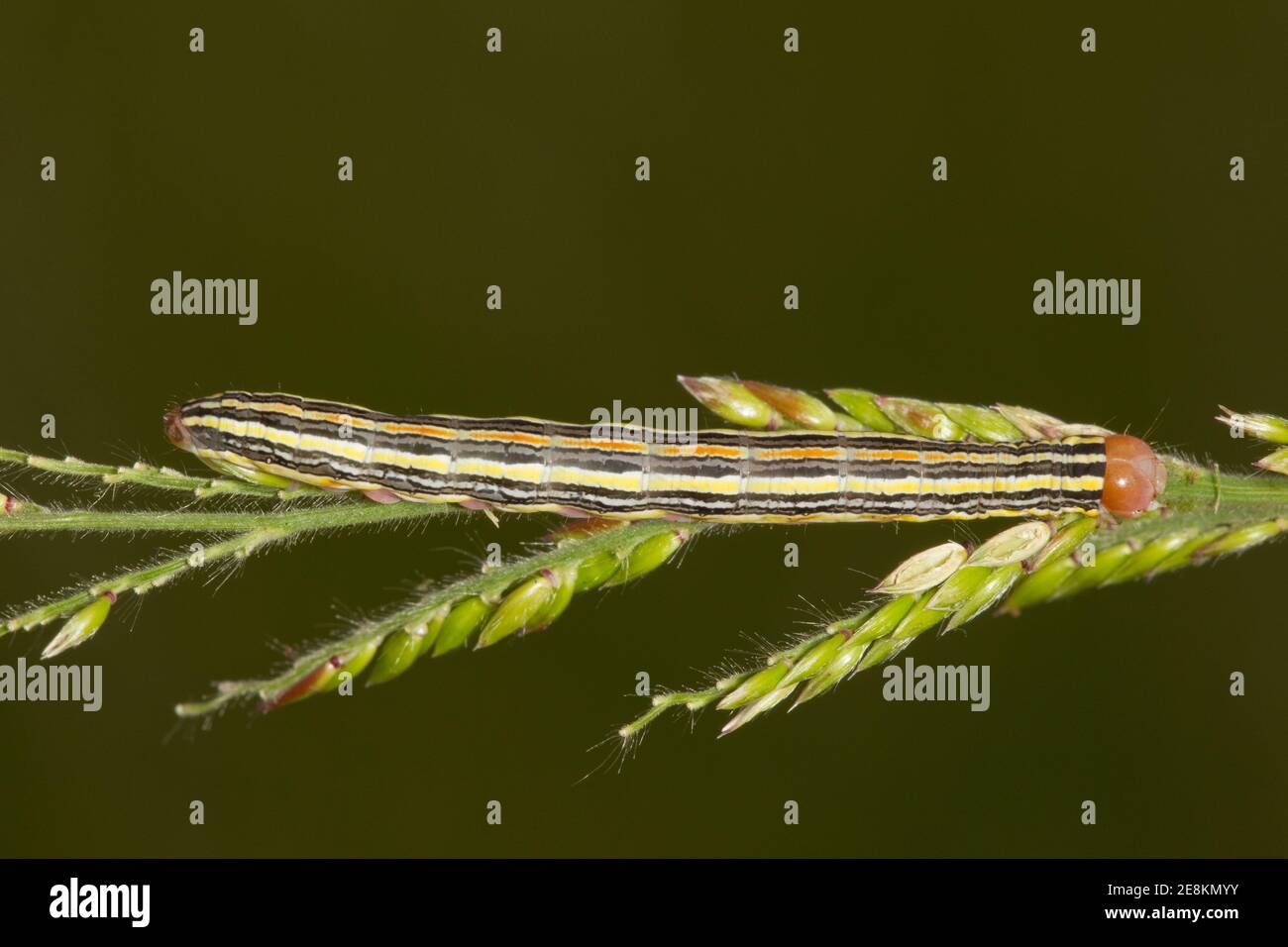 Noctuid Moth larva, Trichordestra prodeniformis, Noctuidae. Allevato su teste di semi di erba. Adulto emerse 8-12-15. Immagini per adulti 15080680-15080687 su 8-12- Foto Stock