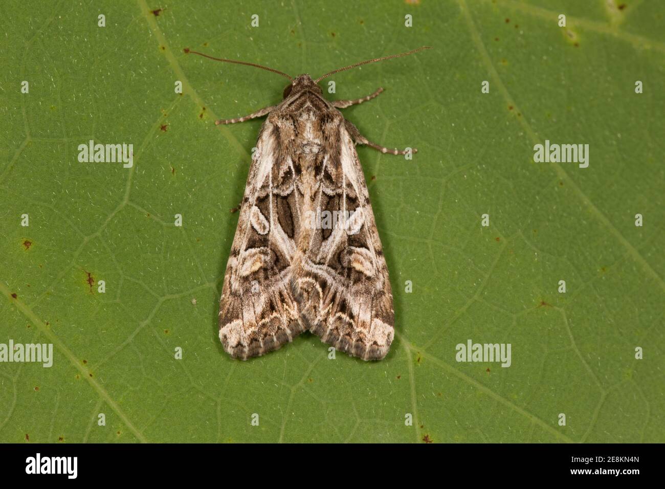Noctuid Moth, Trichordestra prodeniformis, Noctuidae. Lunghezza di apertura 14 mm. Emersa 8-12-15. Allevato dall'alimentazione di larva sulla testa di seme di erba. Larva imag Foto Stock