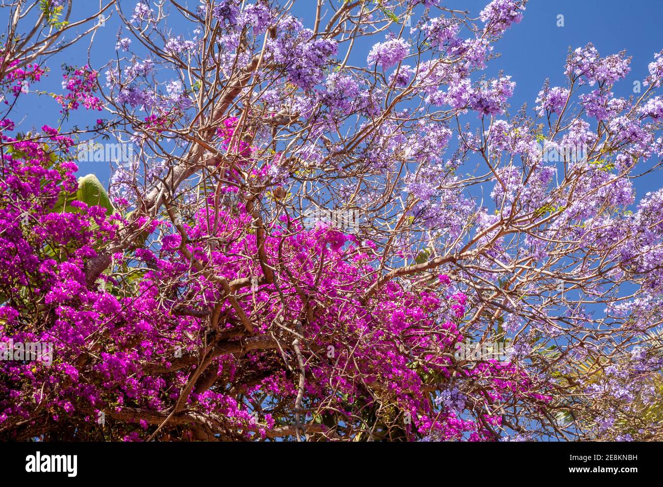 Fioritura colorata al Parque Genoves, Cadice, Spagna Foto Stock