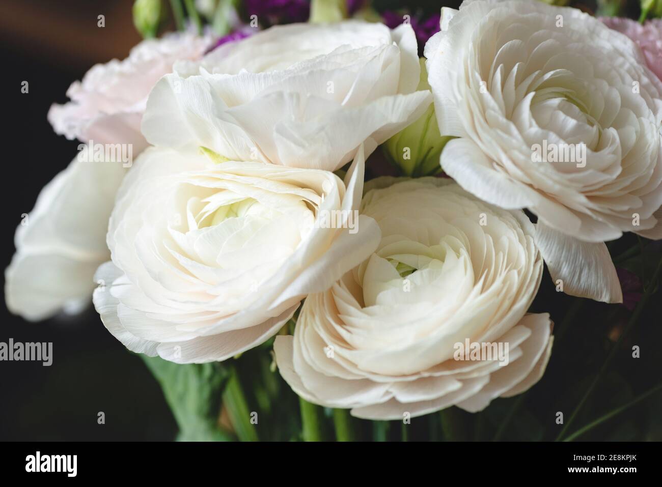 Splendido bouquet di ranuncolo bianco su sfondo scuro, vista closeup. Fiori di nozze o bouquet regalo di San Valentino Foto Stock