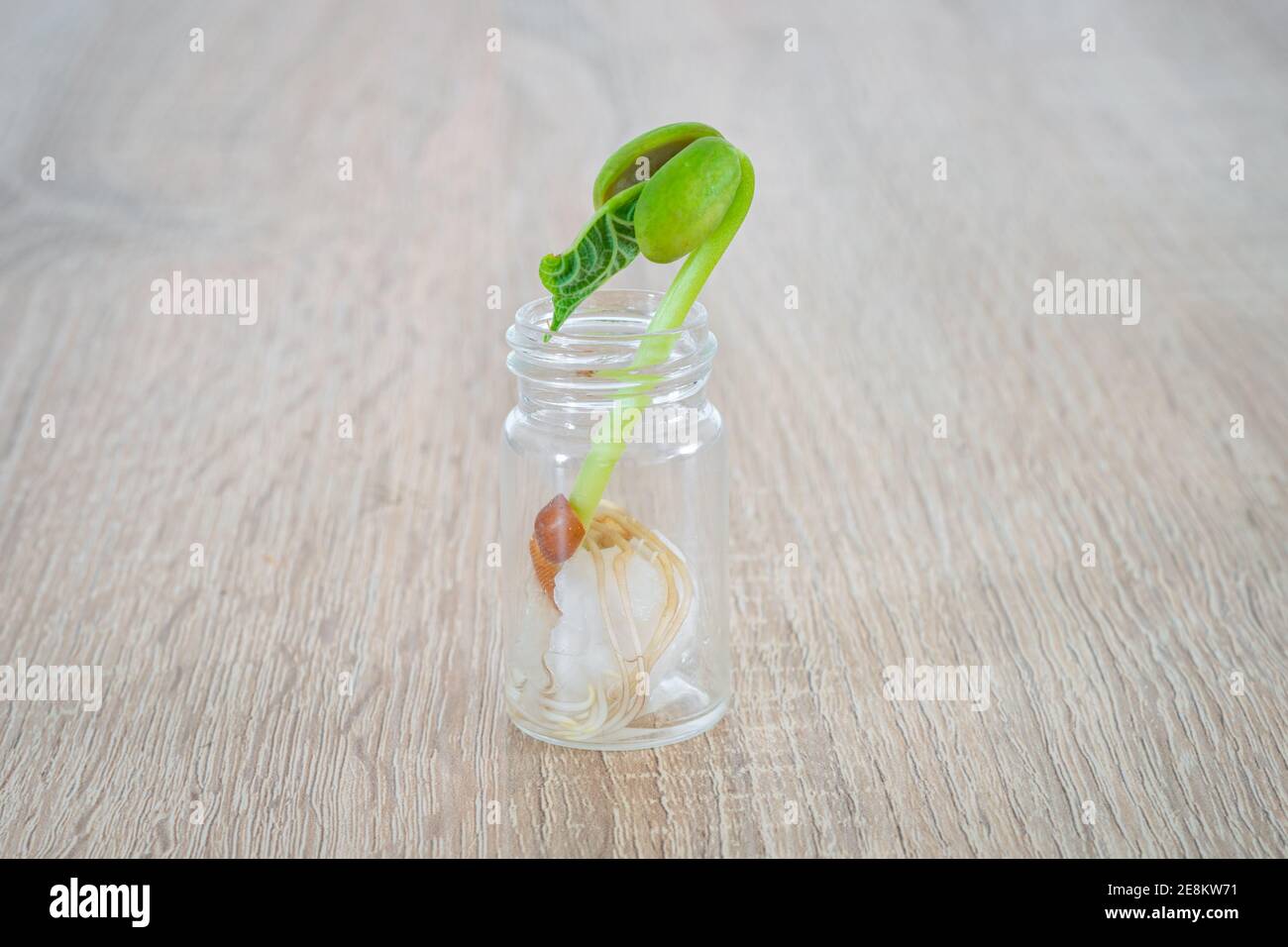 Germinazione fagiolo in un piccolo bicchiere con lana di cotone, in modo che le radici siano chiaramente visibili. Esperimento utilizzato in classe biologica. Foto Stock