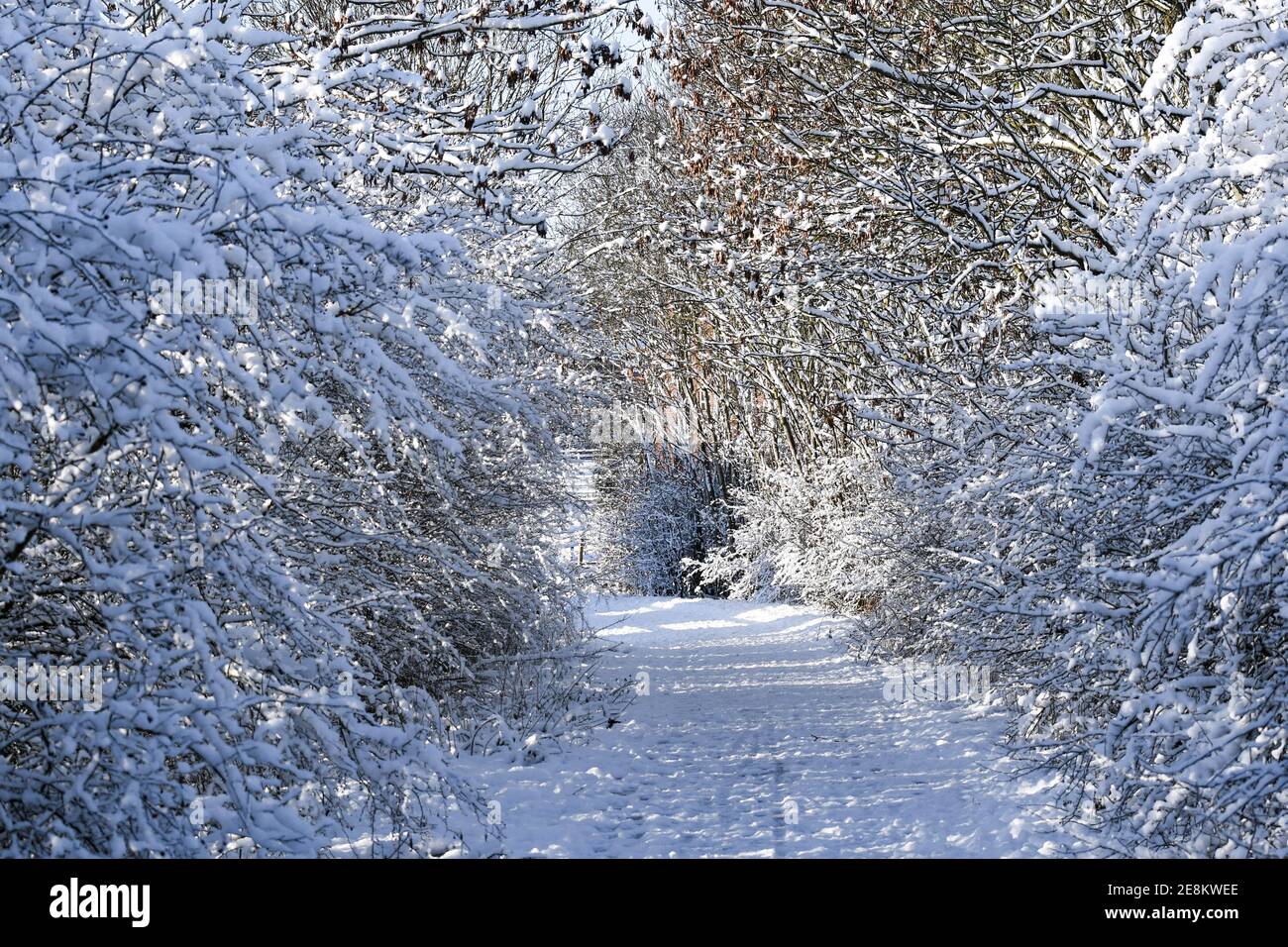 hedge fiancheggiato da neve Foto Stock