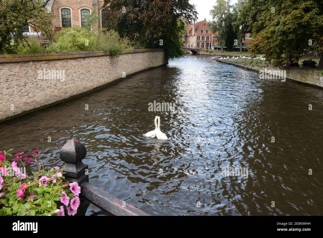 Bruges, Belgio. Coppia di cigni innamorati nel canale. Foto Stock