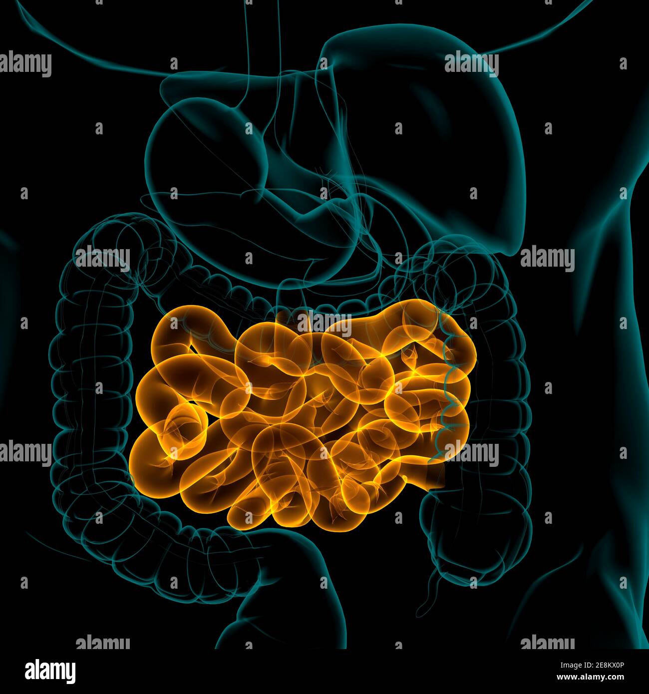 Illustrazione 3D dell'intestino tenue sistema digestivo umano Anatomia per il concetto medico Foto Stock