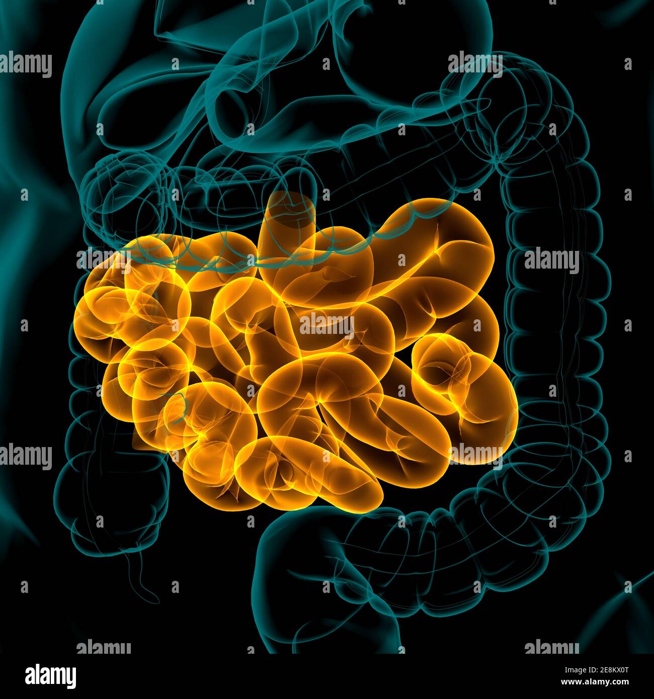 Illustrazione 3D dell'intestino tenue sistema digestivo umano Anatomia per il concetto medico Foto Stock