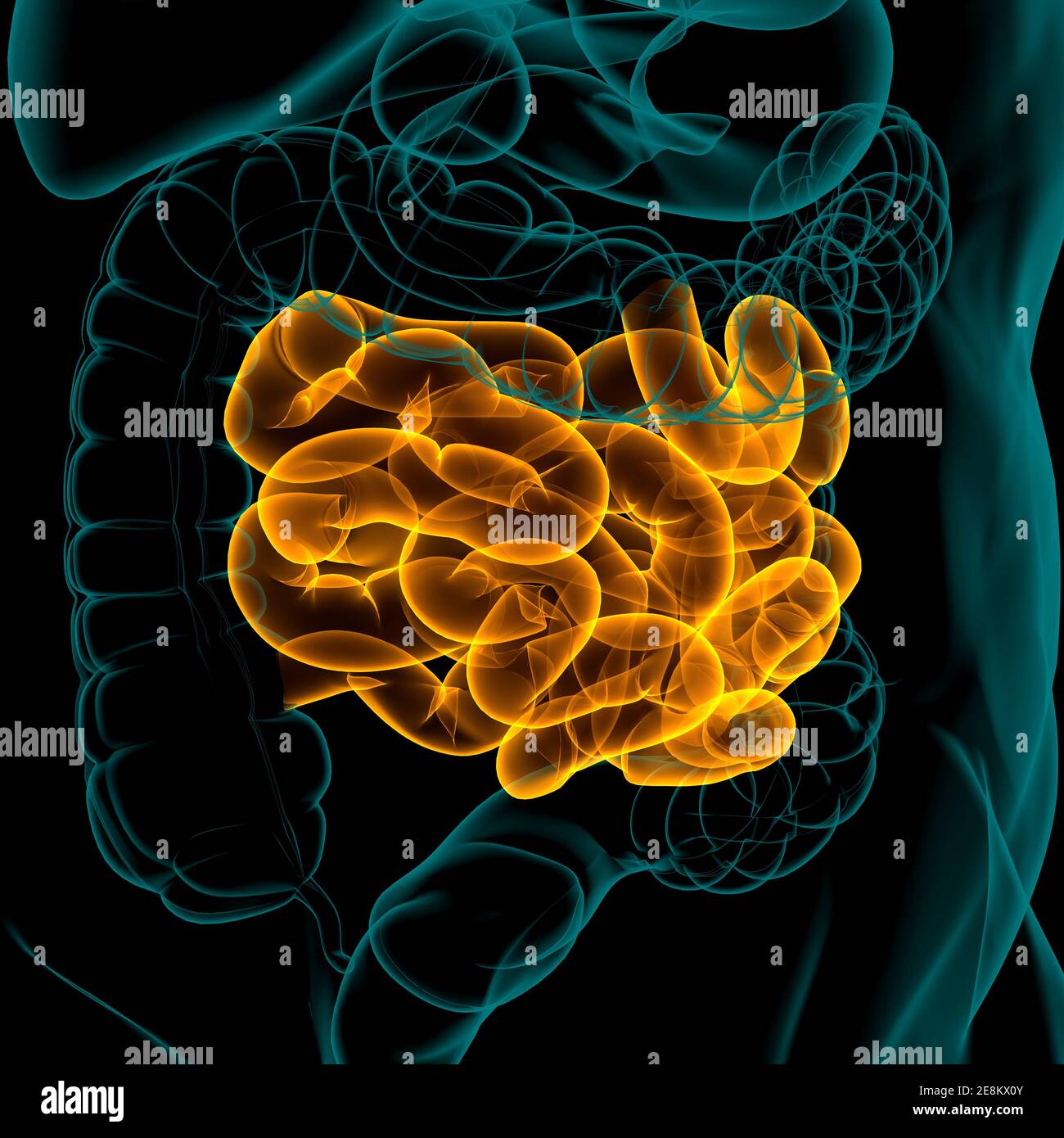 Illustrazione 3D dell'intestino tenue sistema digestivo umano Anatomia per il concetto medico Foto Stock