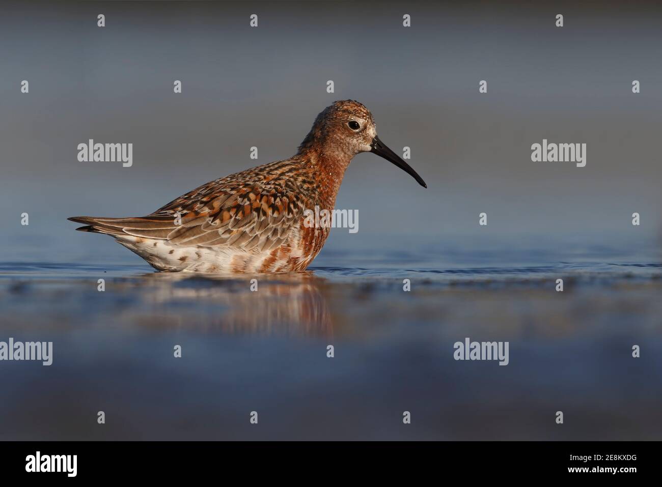 Sandpiper curlew, Parco Nazionale del Circeo, Italia, maggio 2016 Foto Stock