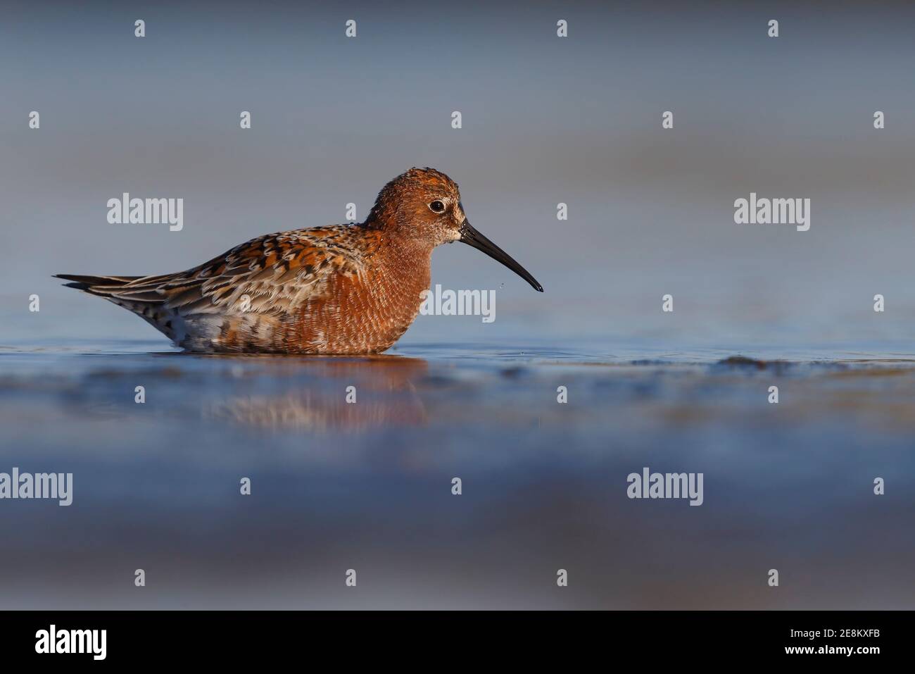 Sandpiper curlew, Parco Nazionale del Circeo, Italia, maggio 2016 Foto Stock