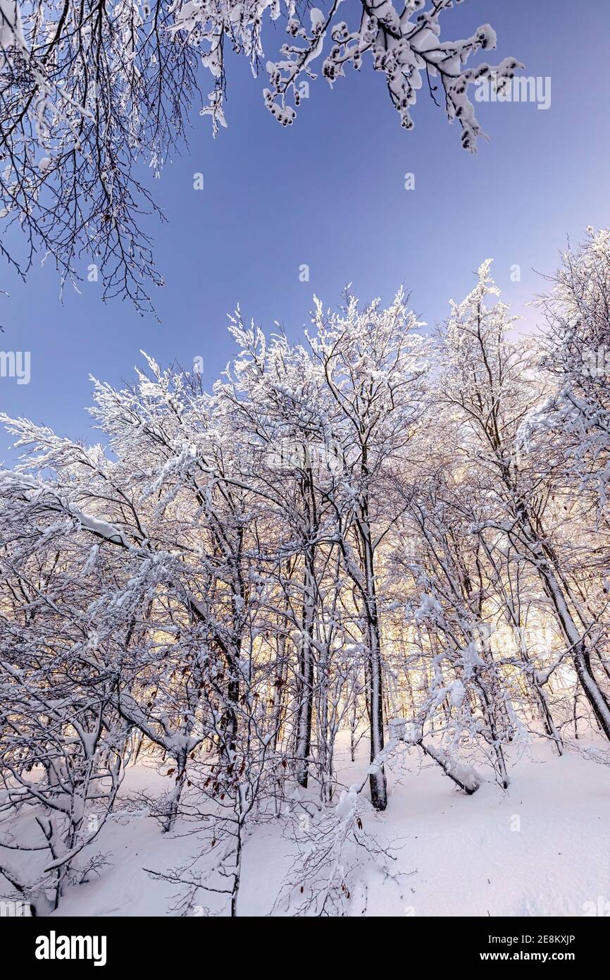 Strada in una foresta innevata in montagna in Lombardia, Italia. Foto Stock