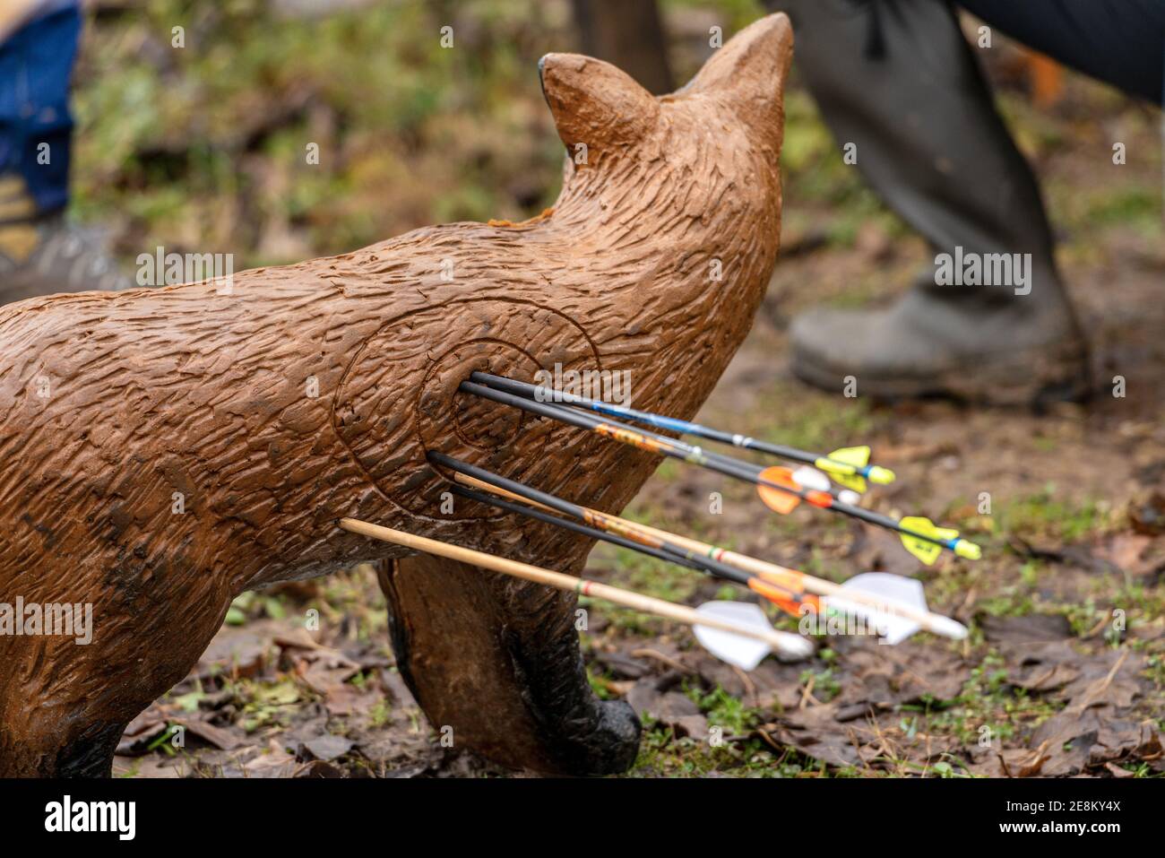 Primo piano di un bersaglio con tiro con l'arco e frecce, falso animale volpe su foglie caduti e fango in autunno. Italia. Foto Stock