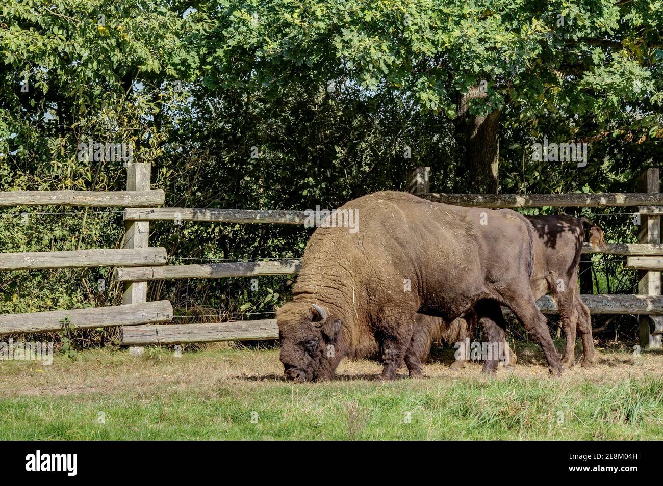 Il più pesante mammifero di terra in Europa, bisonte sul pascolo. Un quadro piuttosto raro in Germania. Foto Stock