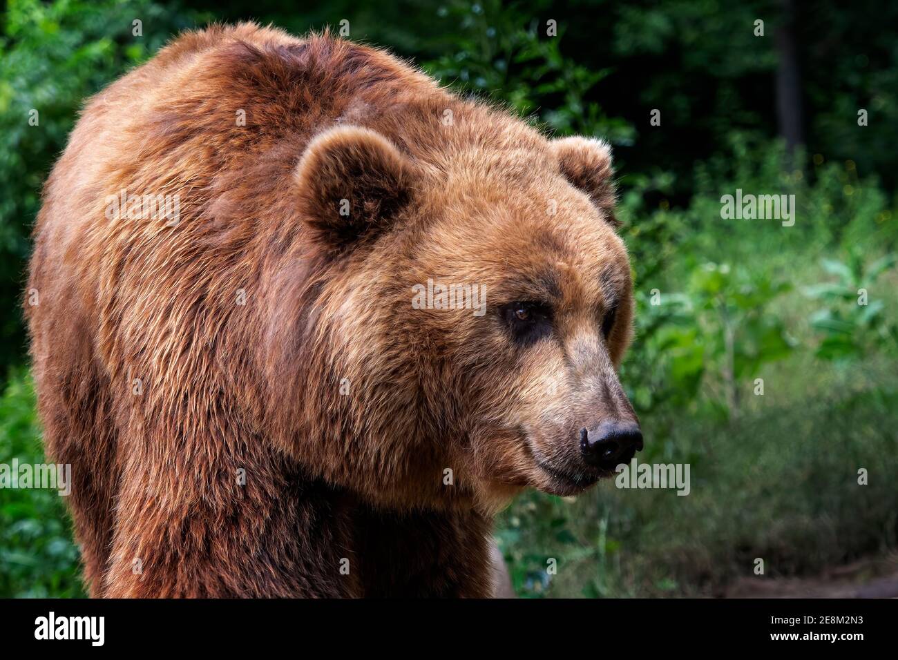 La Kamchatka l'orso bruno (Ursus arctos beringianus). Brown pelliccia, pericolo e aggressiva animale. Grande mammifero dalla Russia. Foto Stock