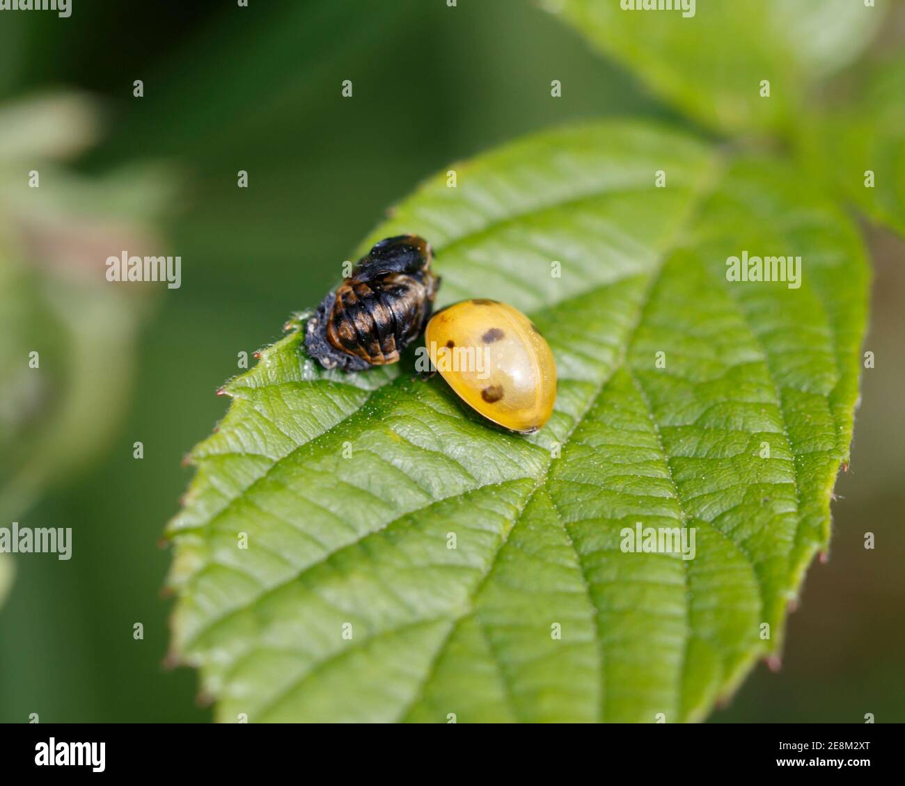 7 spot ladybird accanto al suo caso pupale, entrambi appoggiati su una foglia Foto Stock