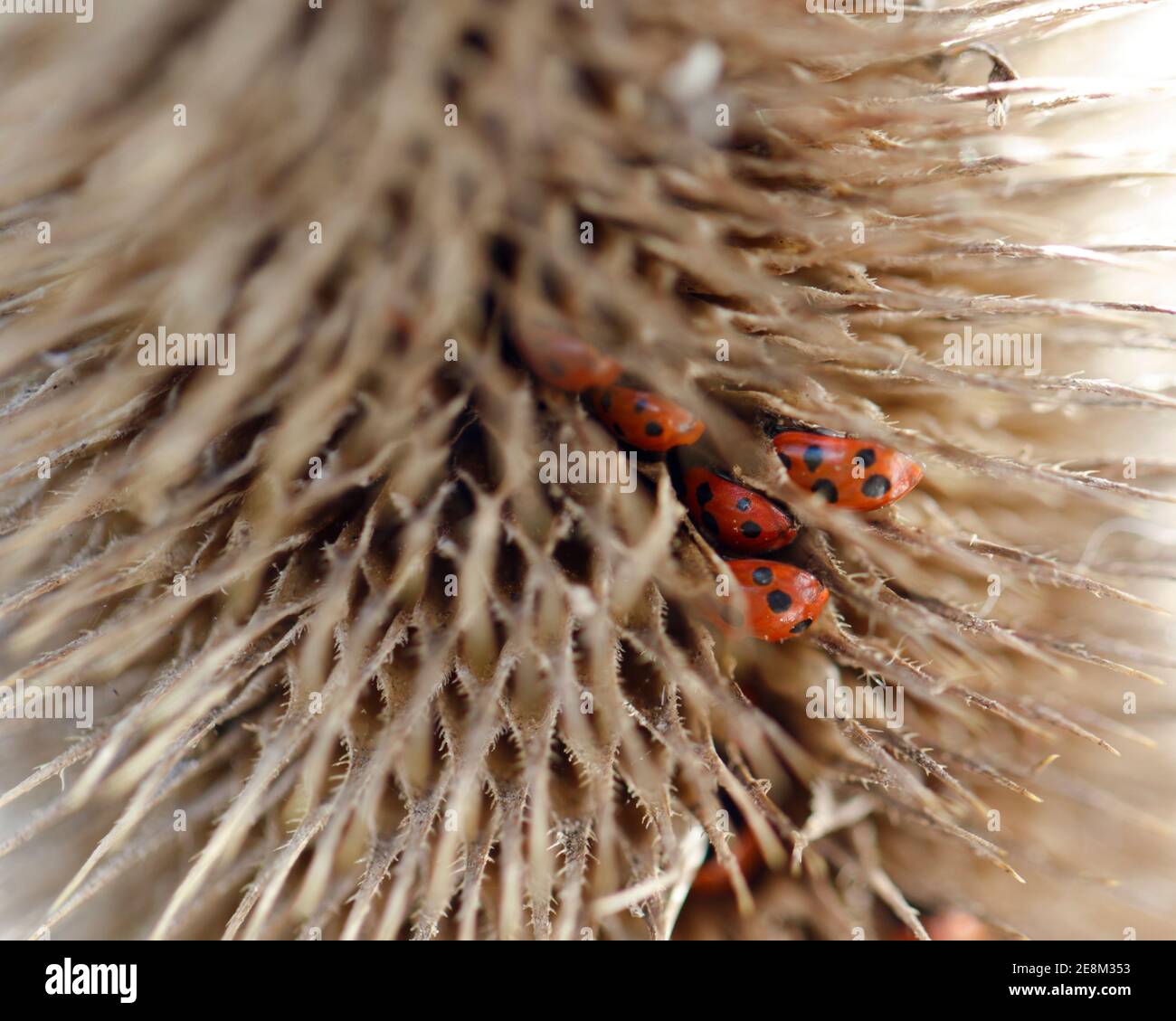 11 avvistare i ladybirds che iberano in teasel (dipsacus fullonum). Foto Stock