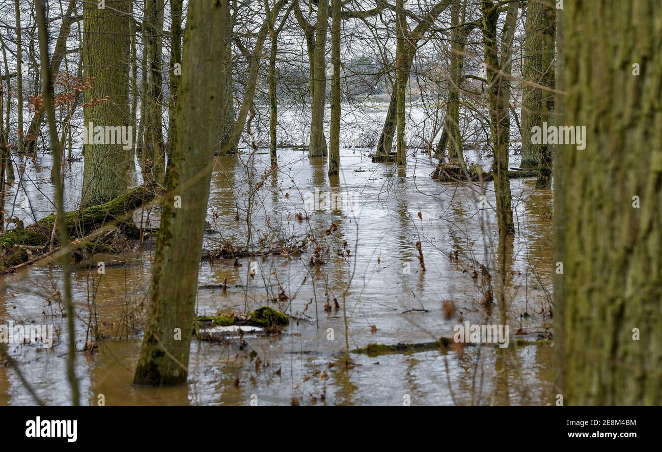 Hanau, Germania. 31 gennaio 2021. 01/31/2021, xpsx, alluvione locale di Hanau nella regione di Langenselbold alluvione da sinistra a destra, pioggia, livello, acqua, fiume, lago, traboccamento, banca, precipitazioni, nevoso, pioggia pesante, foto simbolo, blocco stradale, bloccato, bosco, allagato | utilizzo in tutto il mondo Credit: dpa/Alamy Live News Foto Stock